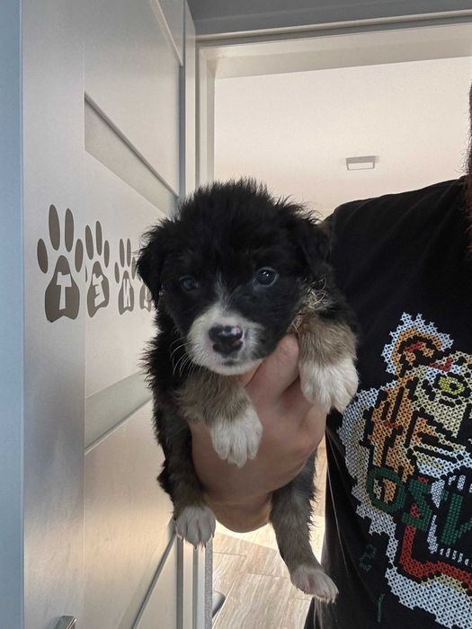 Border Collie tricolor