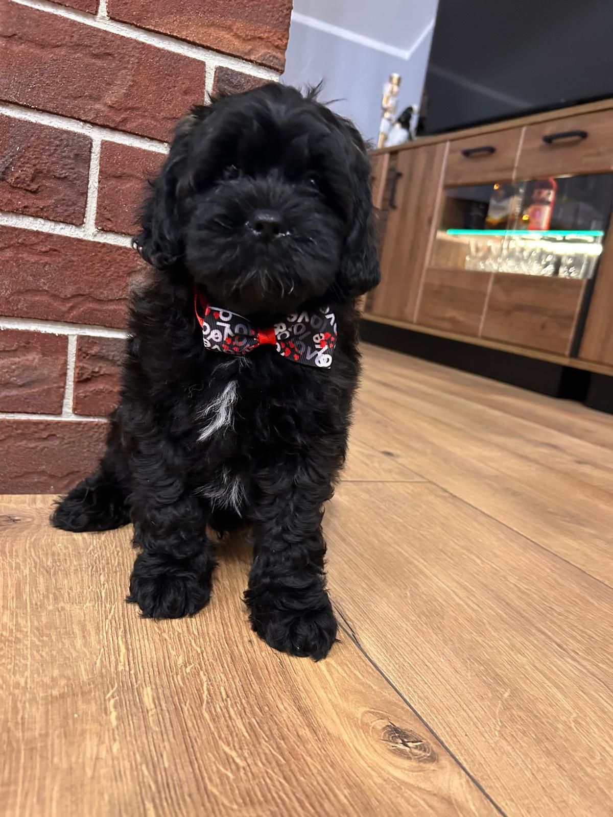 Shihpoo.  Cavapoo.piesek
