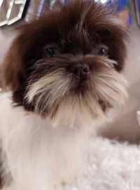 Piesek shih tzu czekoladowo - bialy