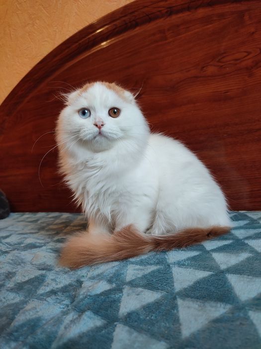 Шотландський котик з різними очима.