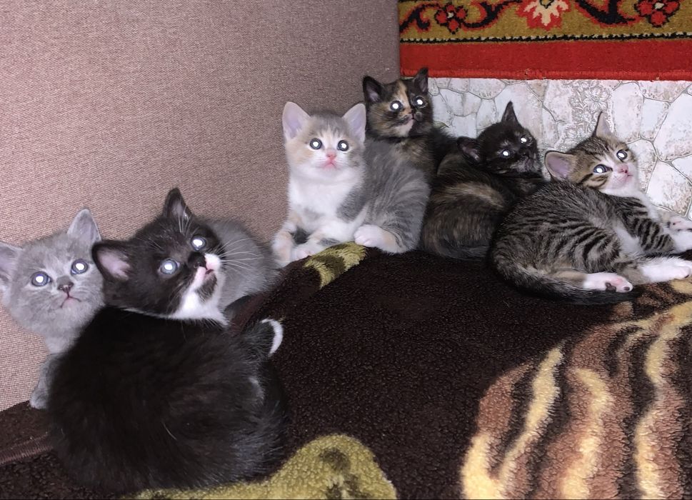 Котики британці скотиш фолд