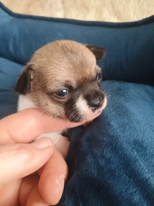 Chihuahua piękny piesek