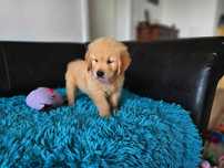 GOLDEN RETRIEVER-złote i ciemnozłote, ZKwP/FCI ,amerykański
