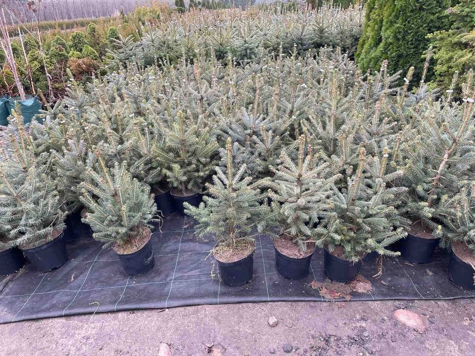 Ель, сосна, пихта, рододендрон, древесный пион, туи, можевельник