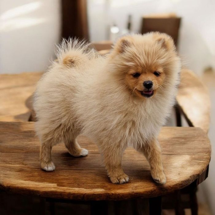 Малюки     шпіца