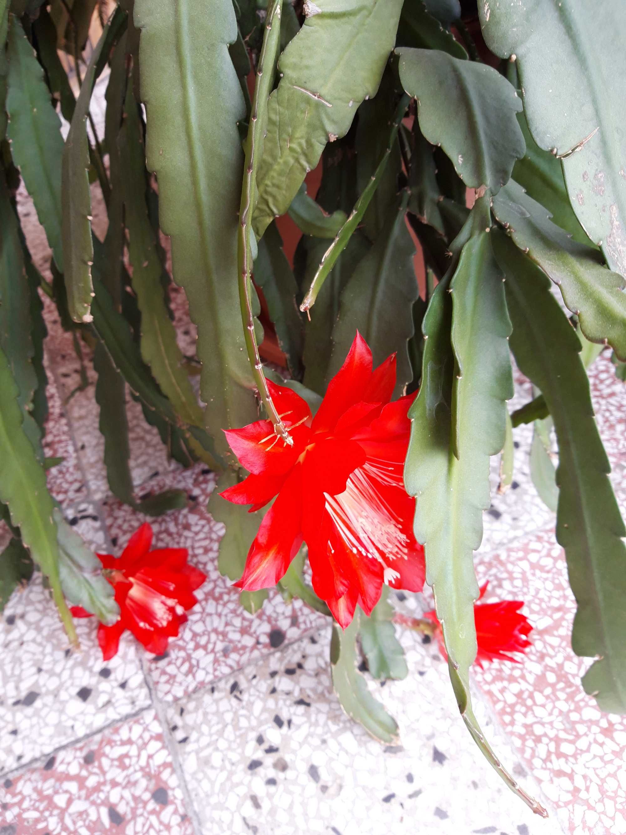 kaktus kwitnący duży epifilum Epifilum Epiphyllum