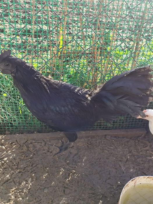 Młode koguty tegoroczne