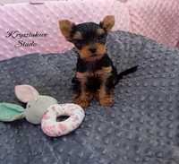 LUCKY Yorkshire Terrier piesek York