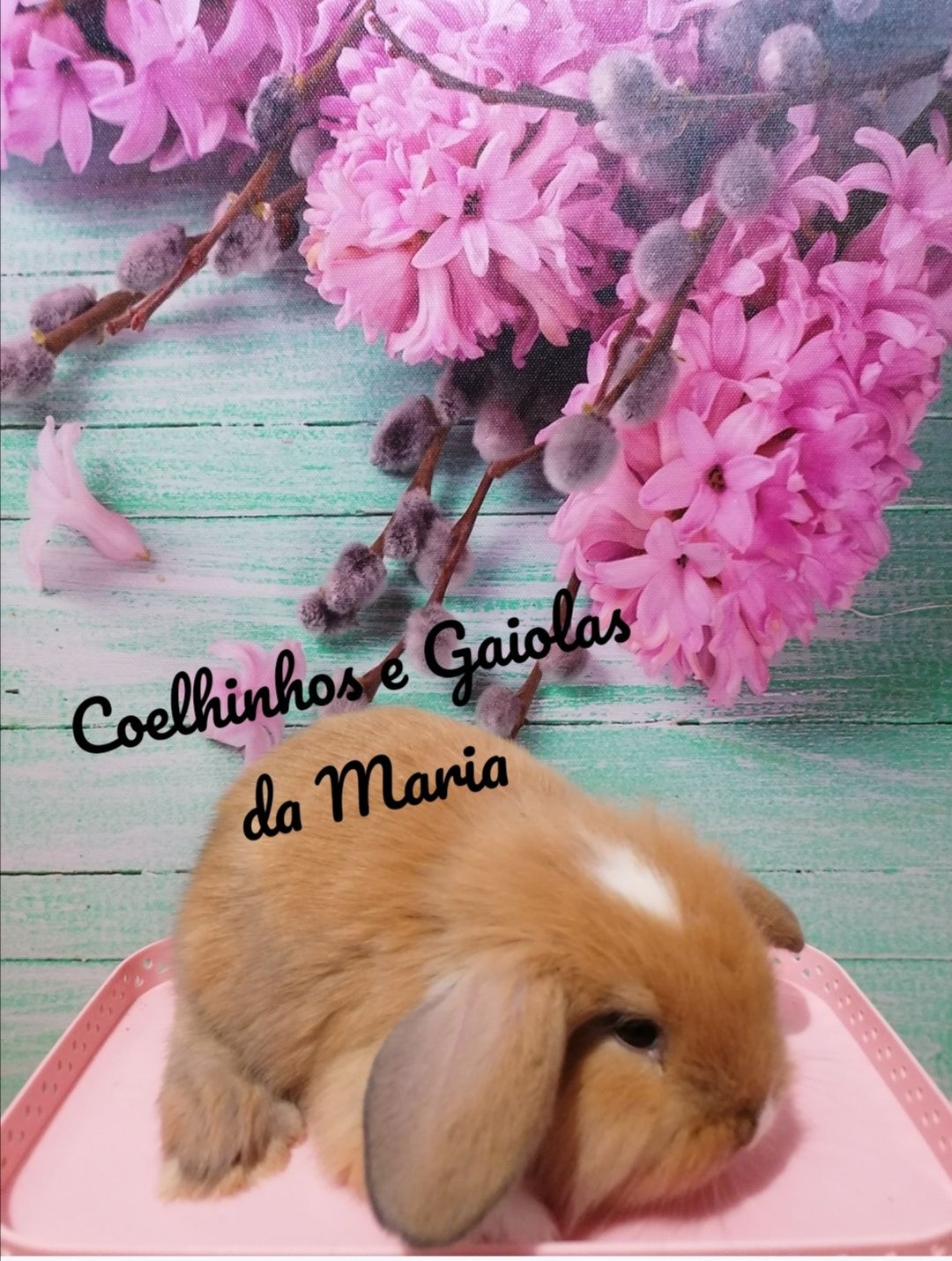 KIT Coelhos Anões Mini Toy, Holandêz, Tedy, Mini Lop Belier Orelhudo