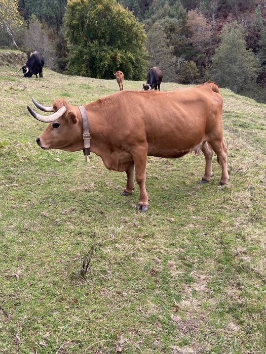Vendo vaca arouquesa mansa