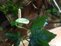 Anubias - właśnie kwitnie ( roślinki do akwarium )