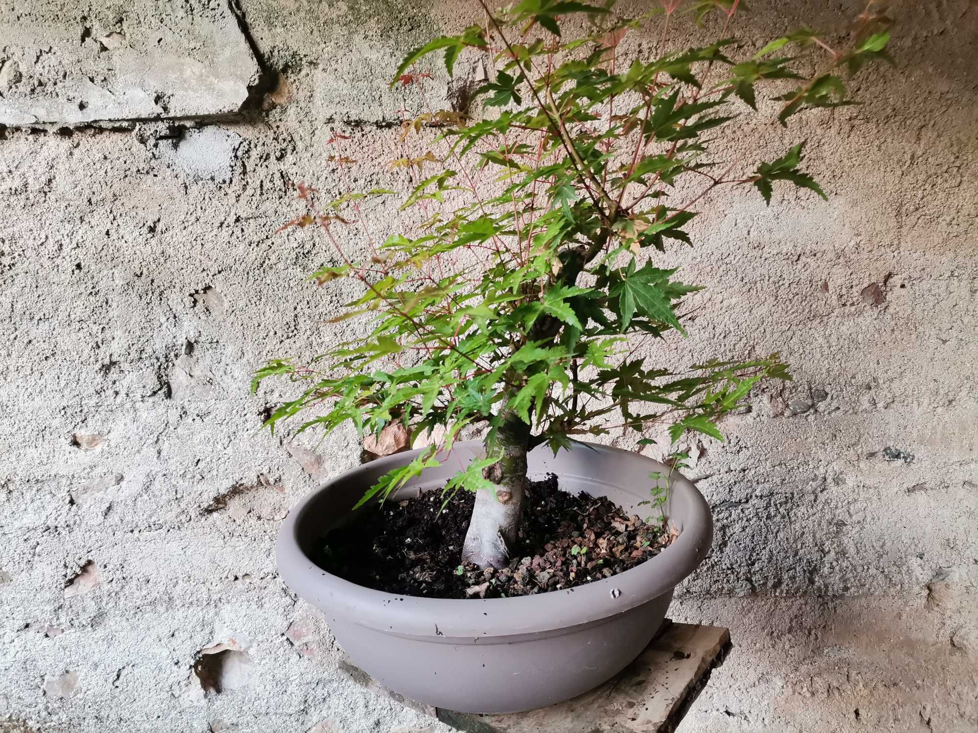 Pré-Bonsai de "Acer Palmatum"  - *VENDA URGENTE (DESOCUPAR)*