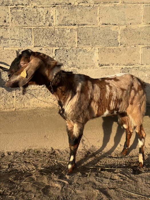 Sprzedam kozła anglonubijskiego z rodowodem