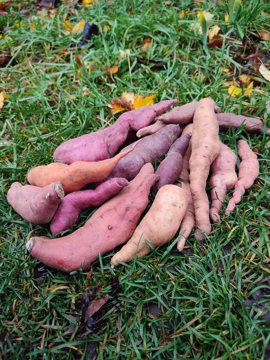 Батат мікс кольорів