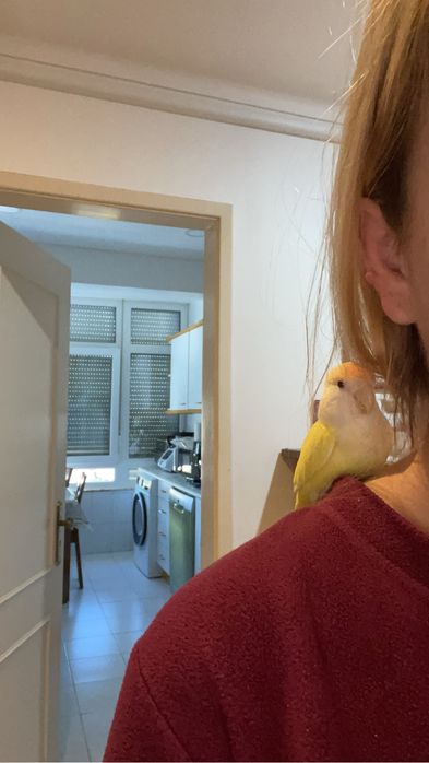 Pet sitting, Dog waling e muito mais :)