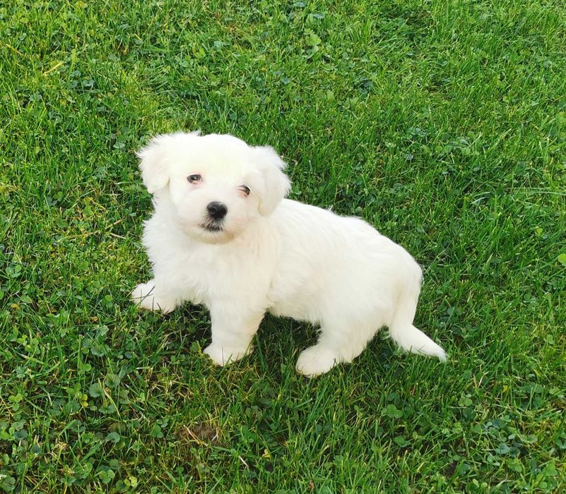 Super chłopiec rasy MALTAŃCZYK !!