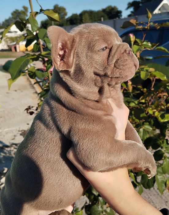 Цуценя французький бульдог дівчинка