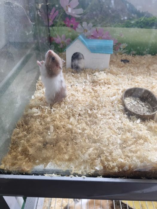 Chomik Syryjski - gryzoń