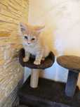 Kocur Maine coon kremowy