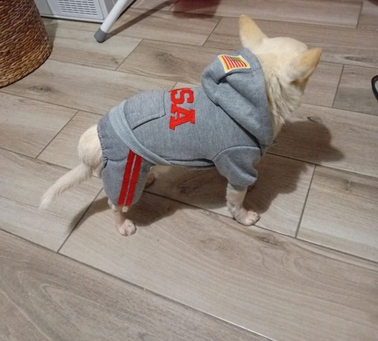 Dres dla małego psa