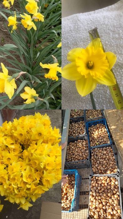 Луковицы нарцисса розпродаж