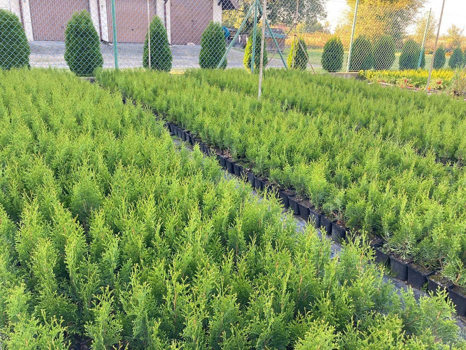 Tuja thuja szmaragd doniczka p9 20-30cm