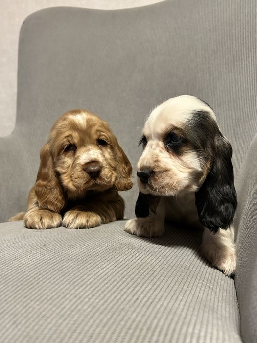 Piesek Cocker Spaniel Angielski