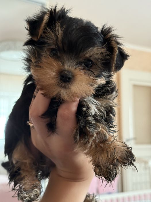 Продам Йоркчика , йокрширський терʼєр