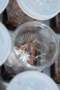 Harpactira Pulchripes