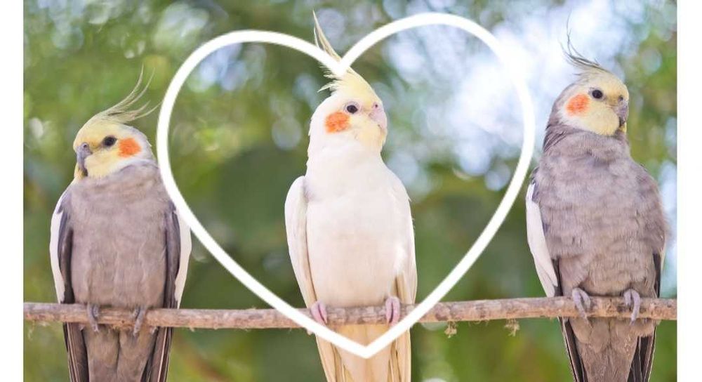 Papugi Nimfy młode duży wybór z domowej hodowli 3 miesiące