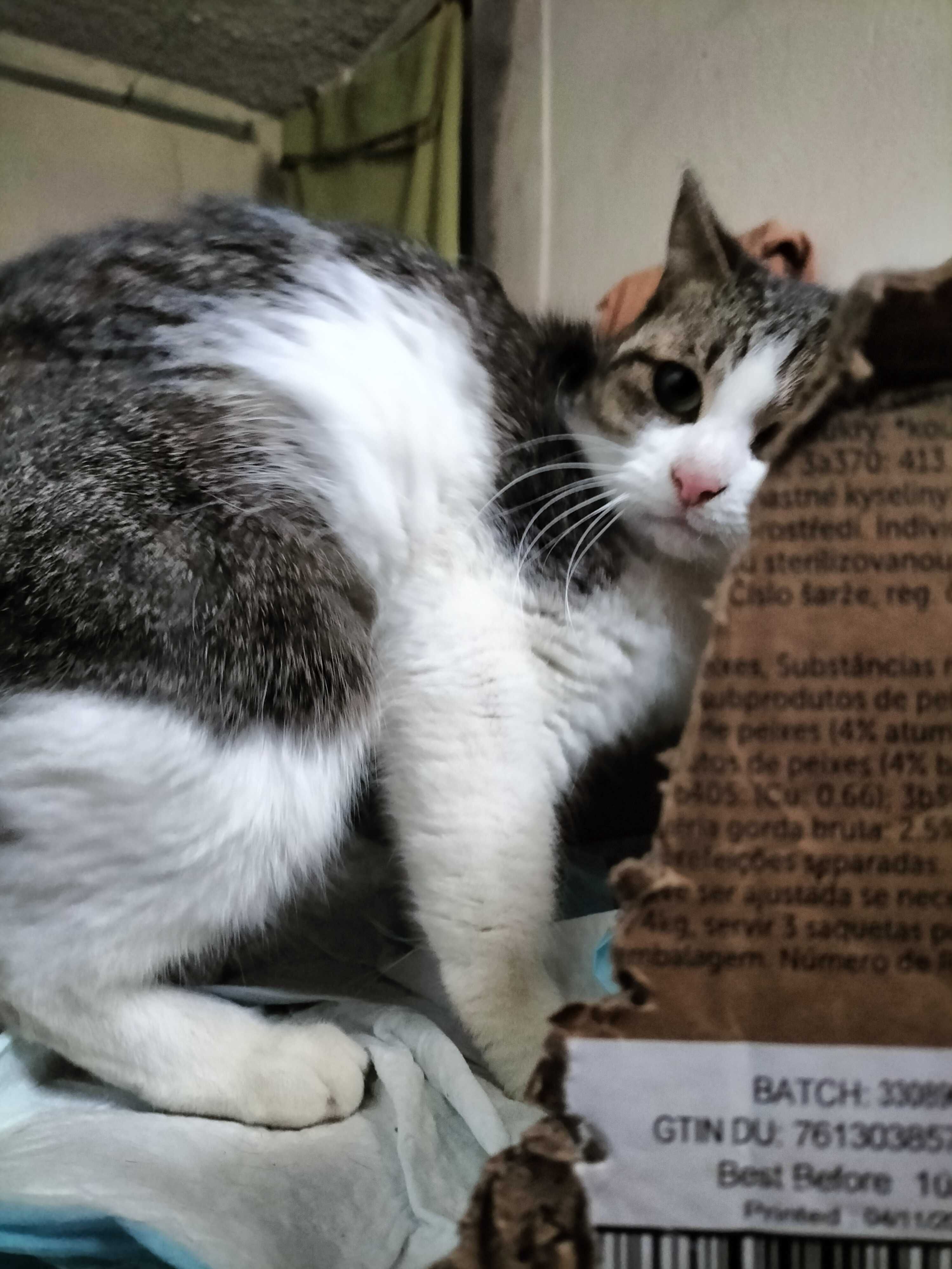 Kot kotka do adopcji Kot szuka domu