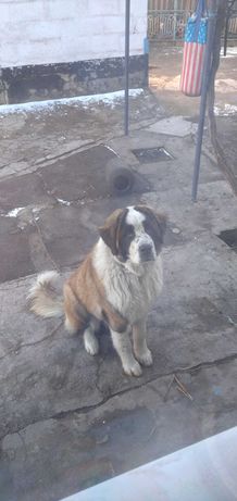 Пропала Собака поселок Украина