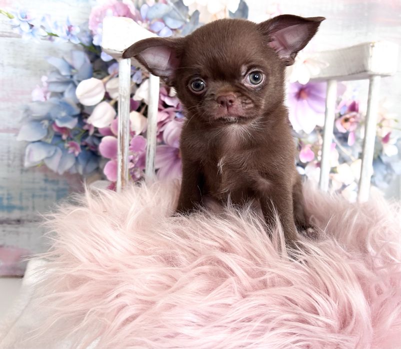 ***Czekoladowy maluszek chihuahua***