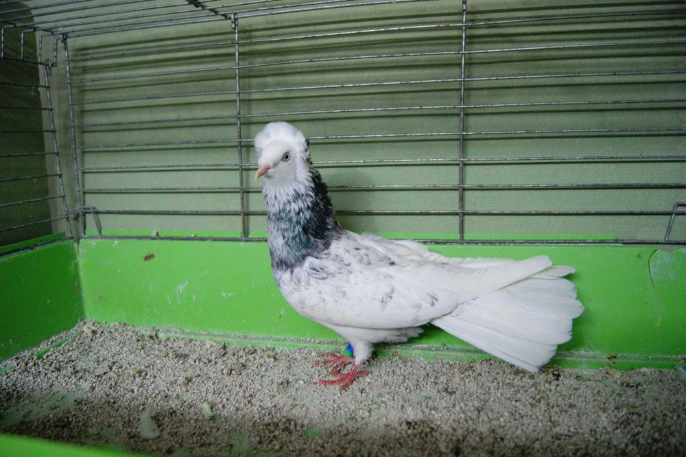 Gdański Sokół z rok.25