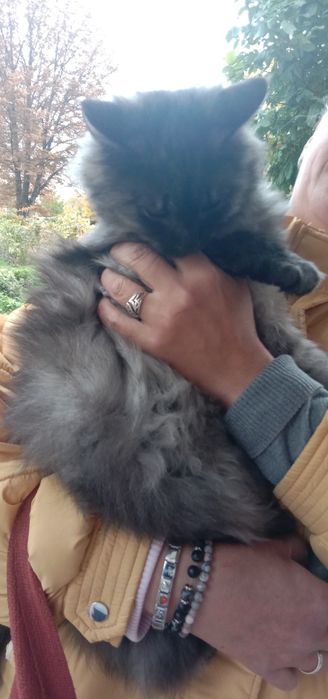 Кошечка Поли бесплатно. Кошка. Котята даром. Котенок