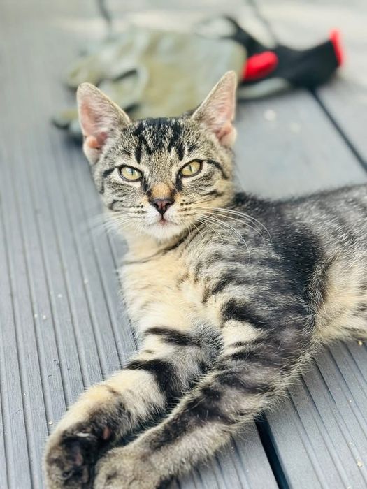 Pokochaj mnie, mam tylko 4 miesiące i nie mam nikogo.