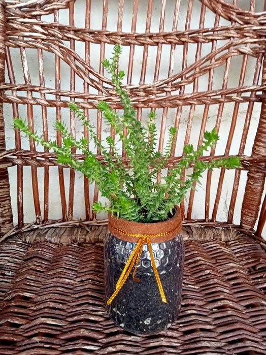 Suculenta Sedum Angelina