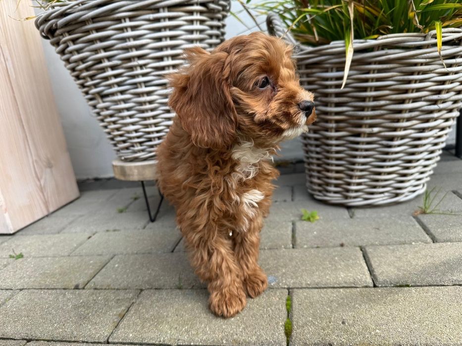cavapoo szczeniak