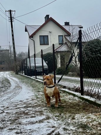 American Staffordshire Terrier Amstaff