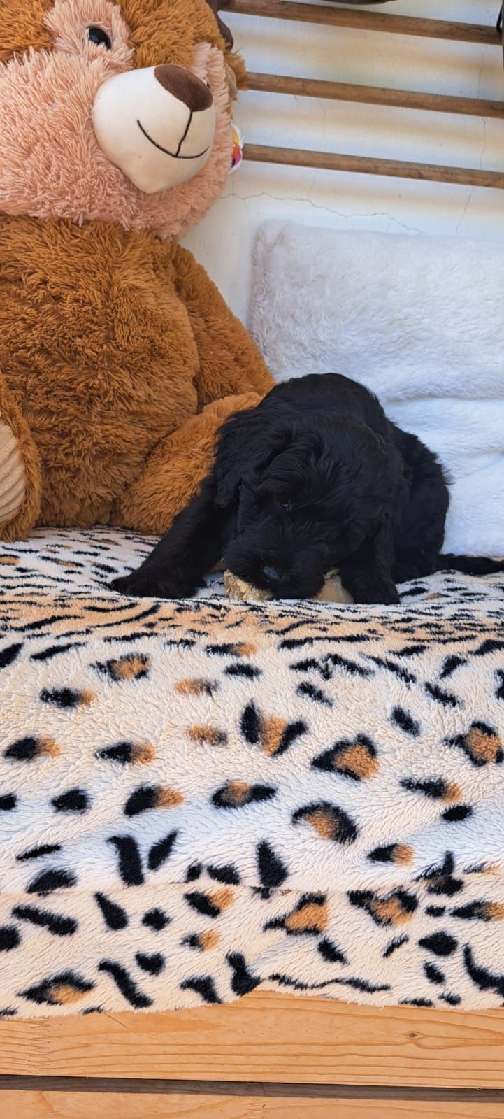 Macho Cão de Água Português disponível para entrega imediata LO