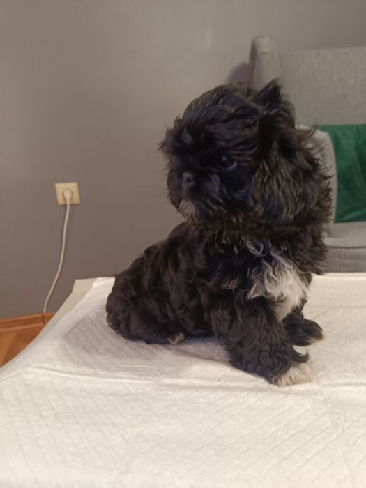 Szczeniak Shih tzu suczka