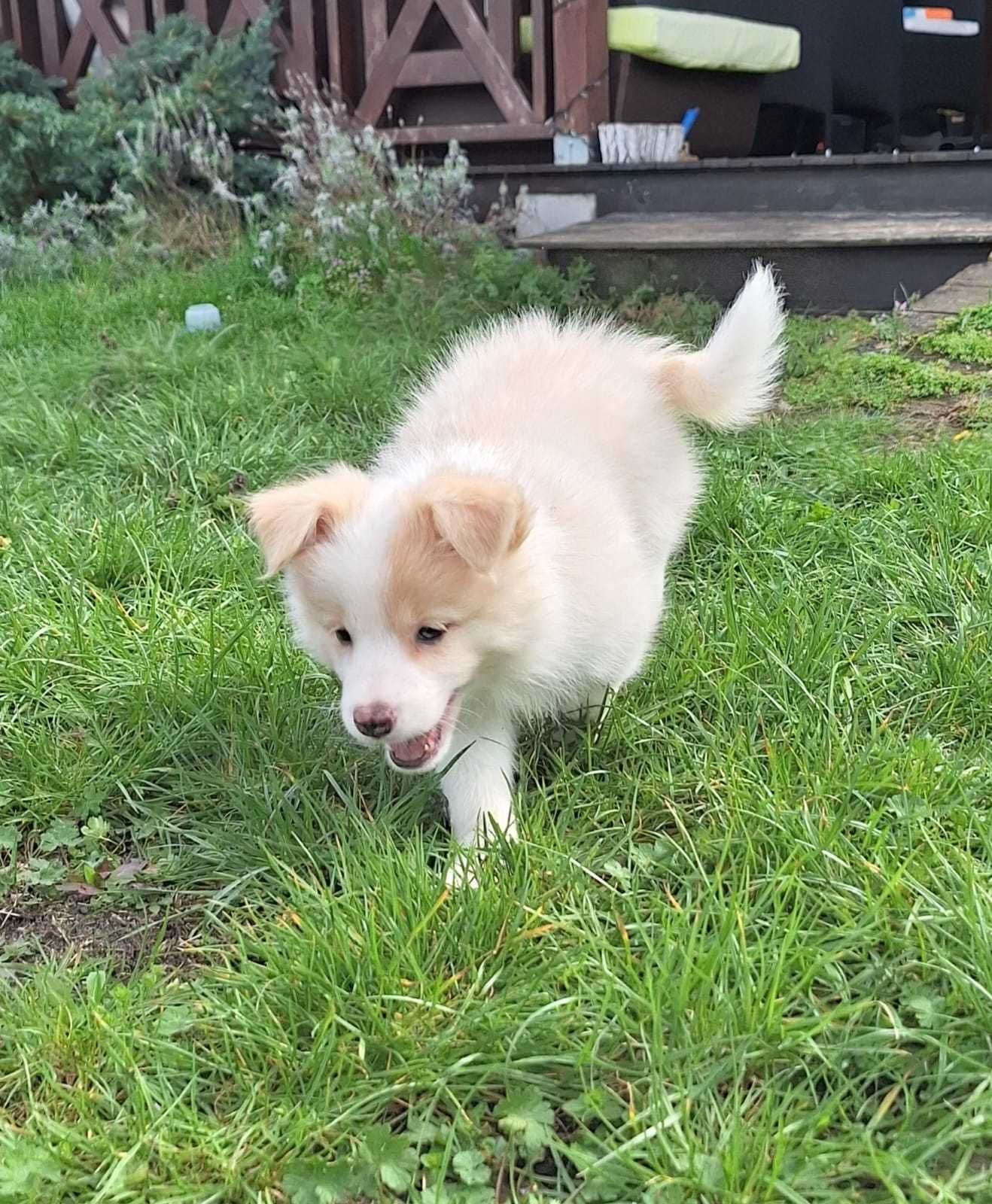 BORDER COLLIE SUCZKA SZCZENIĘ ZKwP FCI ee-red, z metryką, badanie oczu