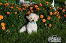Bichon frise FCI do odbioru