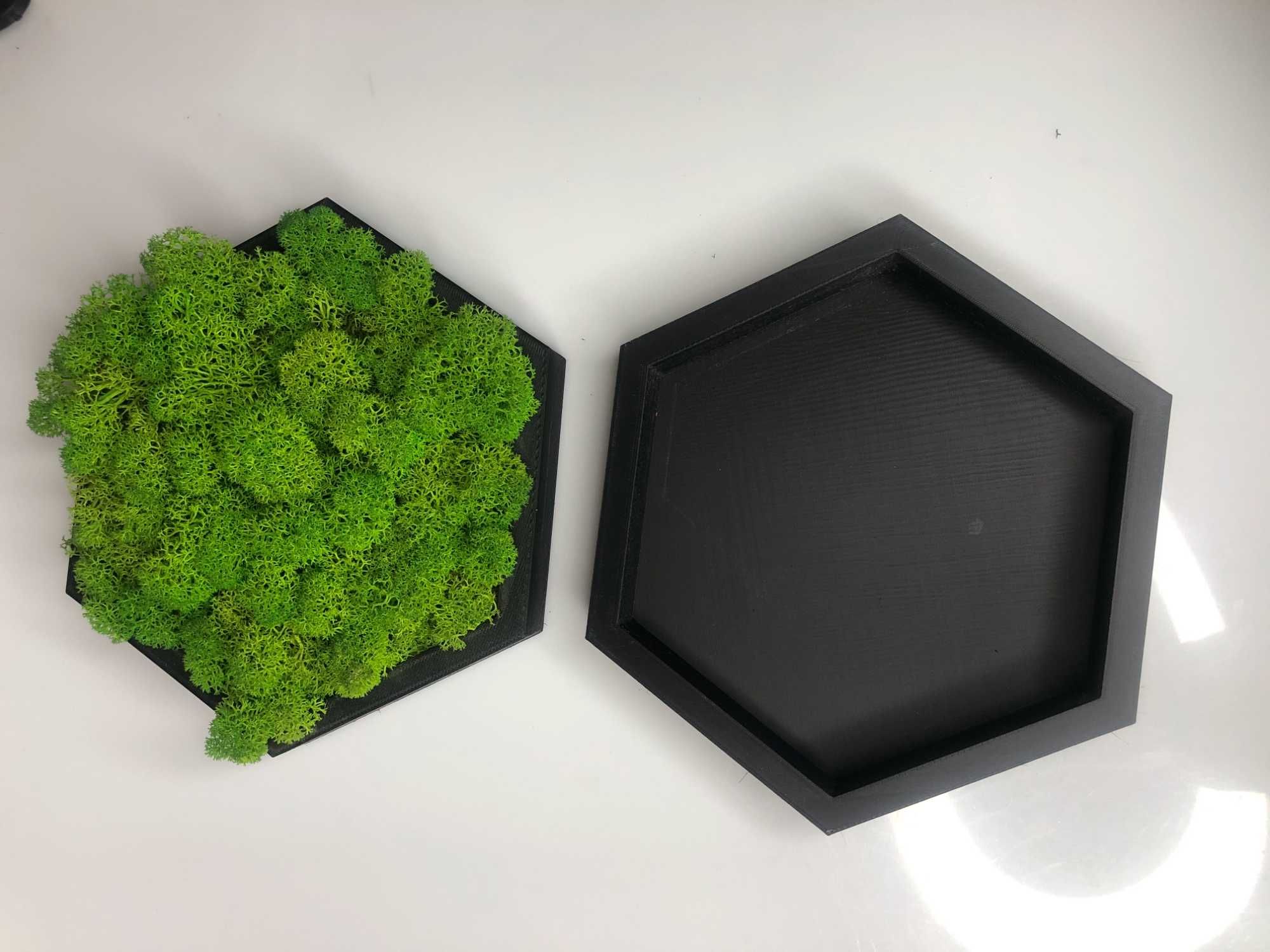 3 Zestawy zrób to sam, sześciokąt z Mchem Chrobotkiem - DIY