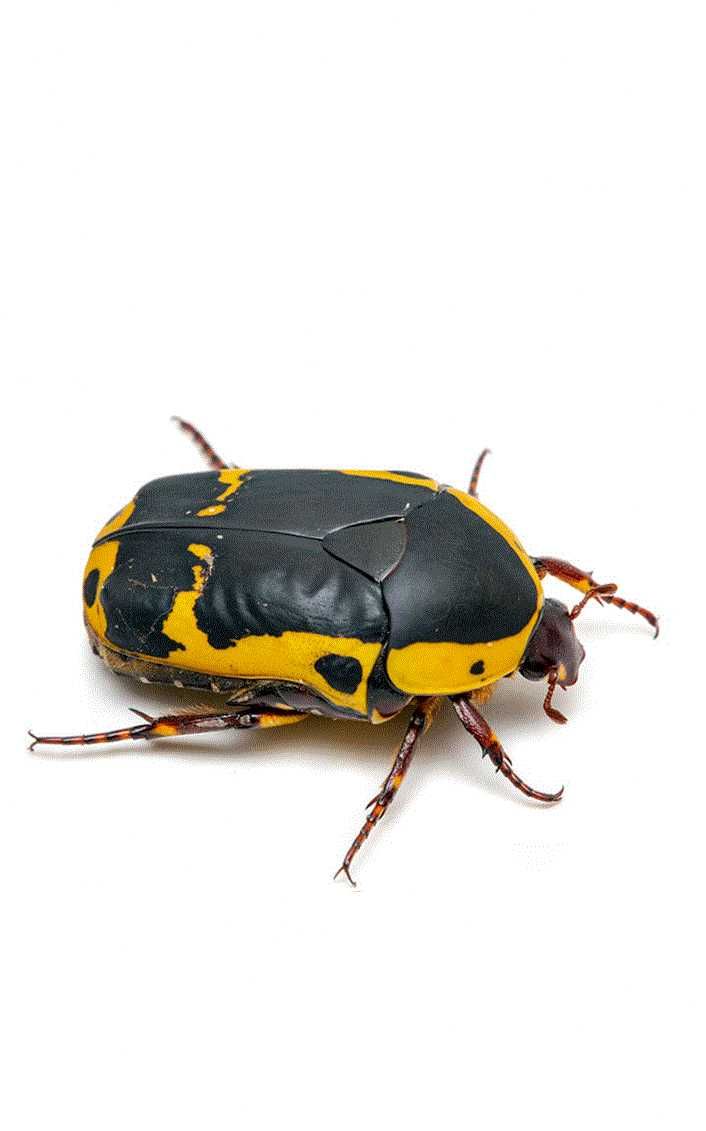 Pachnoda Kruszczyca afrykańska chrząszcz Dorosłe chrząszcze !