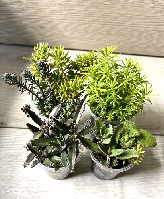 Набор суккулентов ,седумов,каланхое,плектрантус