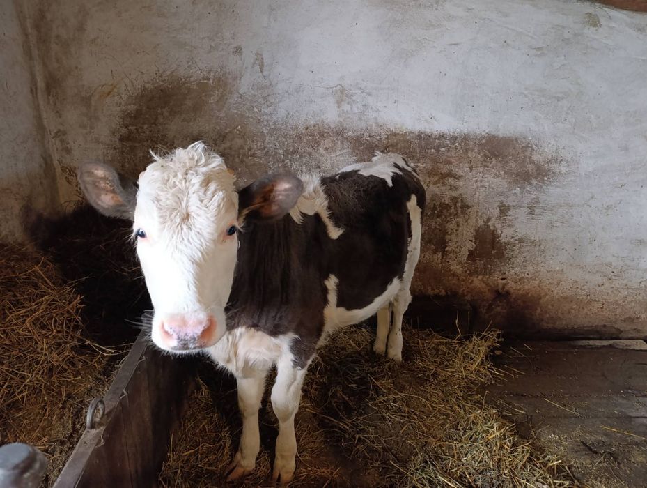 Продам молоденьку теличку