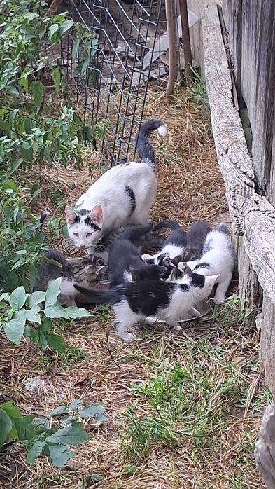 Koty do adopcji 7 małych słodziaków