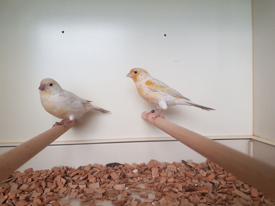 Kanarek mozaika opalowa