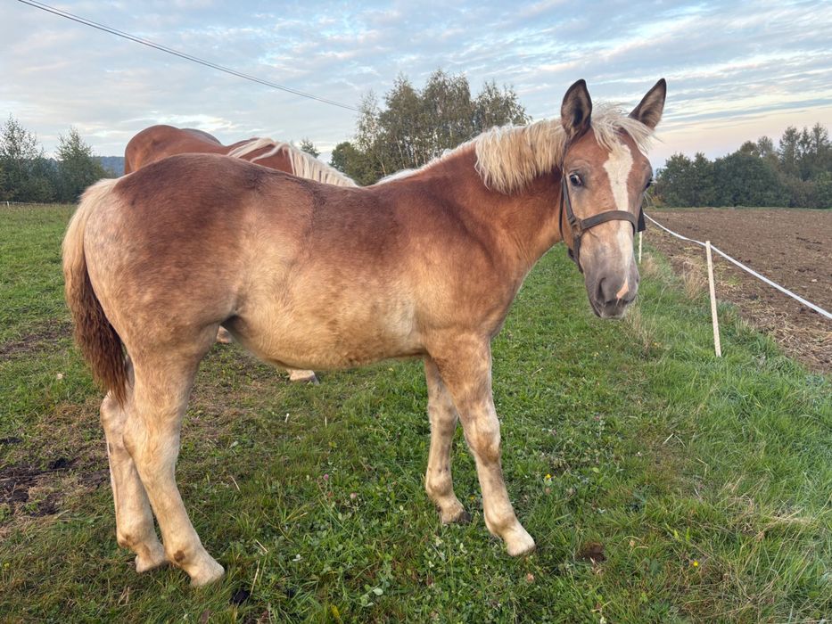 Źrebica zimnokrwista